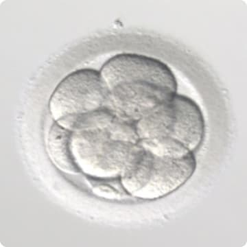 胚培養士（エンブリオロジスト）